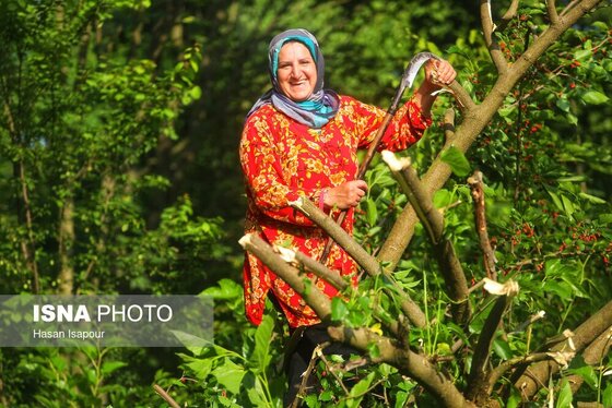 گزارش تصویری | نوغانداری، تولید ثروت از کرم ابریشم