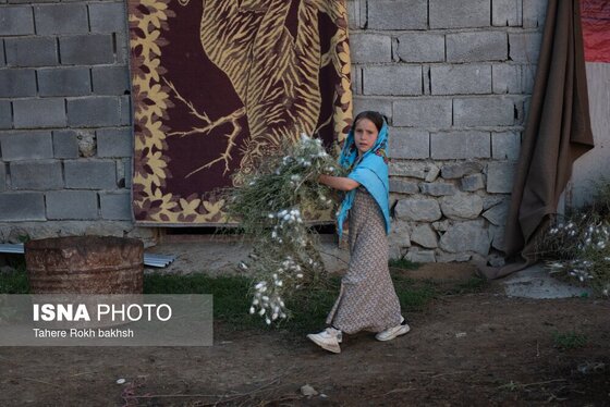 گزارش تصویری | نوغانداری، تولید ثروت از کرم ابریشم
