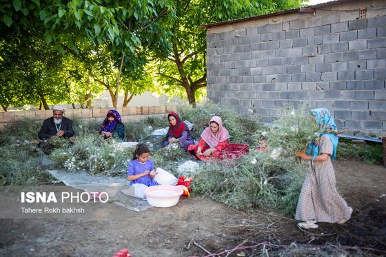 گزارش تصویری | نوغانداری، تولید ثروت از کرم ابریشم
