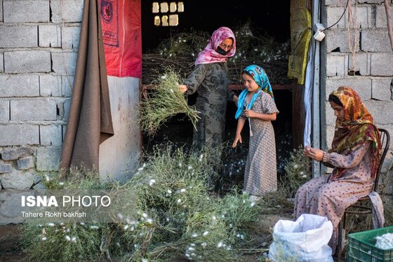 گزارش تصویری | نوغانداری، تولید ثروت از کرم ابریشم