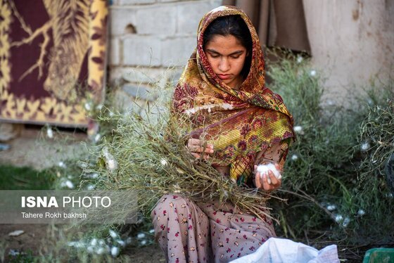 گزارش تصویری | نوغانداری، تولید ثروت از کرم ابریشم
