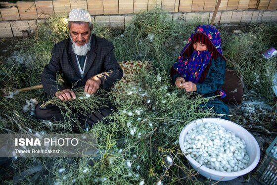گزارش تصویری | نوغانداری، تولید ثروت از کرم ابریشم