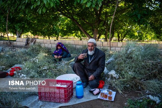 گزارش تصویری | نوغانداری، تولید ثروت از کرم ابریشم