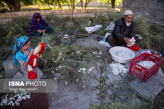 گزارش تصویری | نوغانداری، تولید ثروت از کرم ابریشم