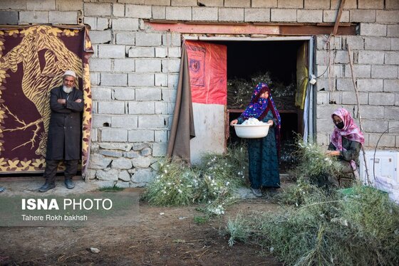 گزارش تصویری | نوغانداری، تولید ثروت از کرم ابریشم
