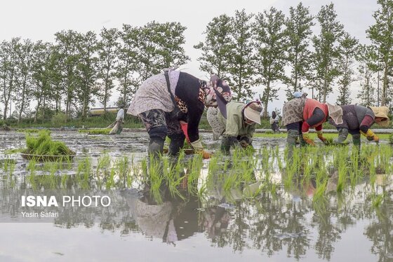 گزارش تصویری | آخرین روزهای نشاء برنج در شالیزارهای گیلان