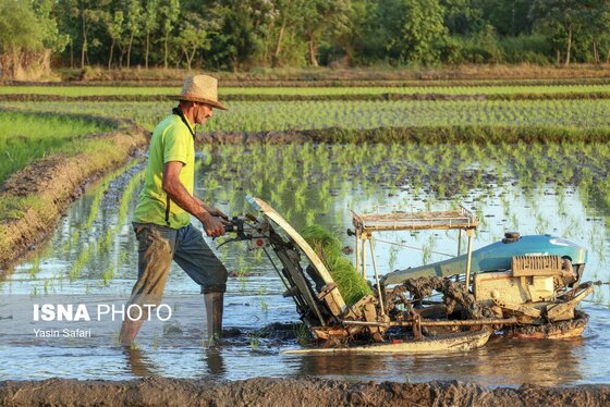 گزارش تصویری | آخرین روزهای نشاء برنج در شالیزارهای گیلان