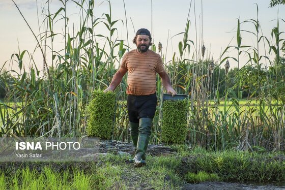 گزارش تصویری | آخرین روزهای نشاء برنج در شالیزارهای گیلان
