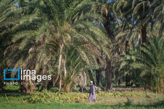 گزارش تصویری | سیستان و بلوچستان سرزمین باد و دریا
