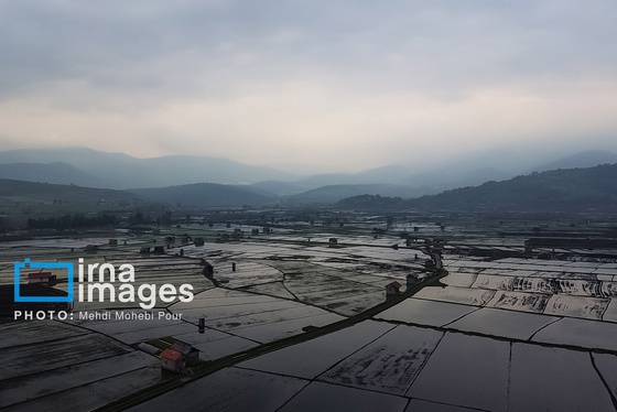 گزارش تصویری | شالیزار از بالا