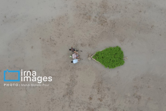 گزارش تصویری | شالیزار از بالا