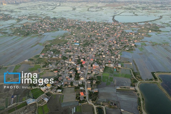 گزارش تصویری | شالیزار از بالا