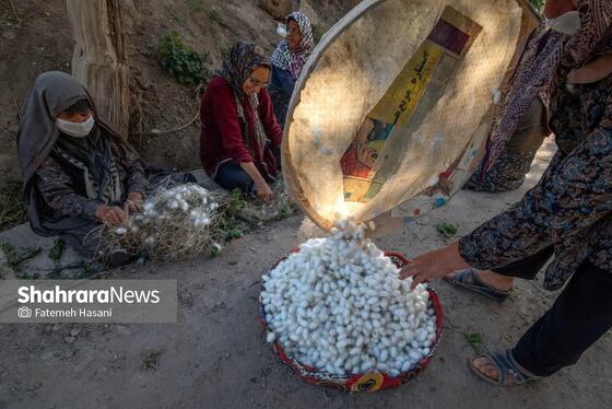 گزارش تصویری | نوغانداری، تولید ثروت از کرم ابریشم در جاده ابریشم