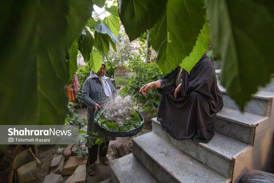 گزارش تصویری | نوغانداری، تولید ثروت از کرم ابریشم در جاده ابریشم