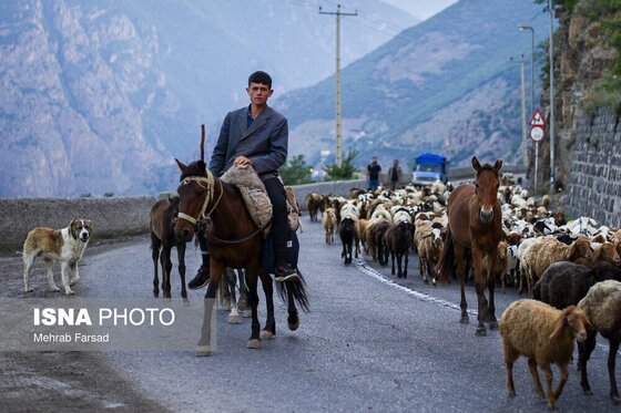 گزارش تصویری | کوچ سالانه دامداران سنتی در محور کرج - چالوس