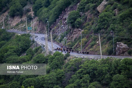 گزارش تصویری | کوچ سالانه دامداران سنتی در محور کرج - چالوس
