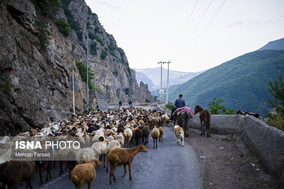 گزارش تصویری | کوچ سالانه دامداران سنتی در محور کرج - چالوس