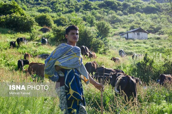 گزارش تصویری | کوچ سالانه دامداران سنتی در محور کرج - چالوس