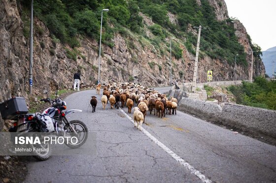 گزارش تصویری | کوچ سالانه دامداران سنتی در محور کرج - چالوس