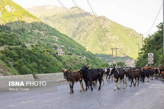 گزارش تصویری | کوچ سالانه دامداران سنتی در محور کرج - چالوس