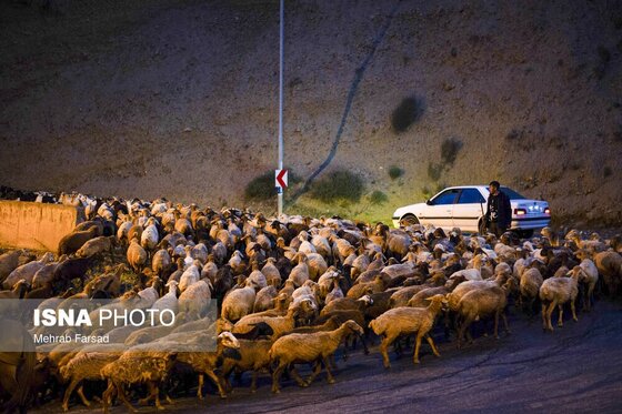 گزارش تصویری | کوچ سالانه دامداران سنتی در محور کرج - چالوس
