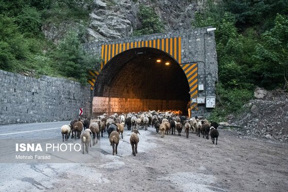 گزارش تصویری | کوچ سالانه دامداران سنتی در محور کرج - چالوس