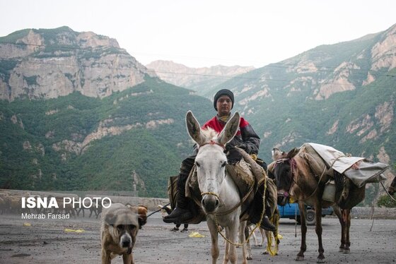 گزارش تصویری | کوچ سالانه دامداران سنتی در محور کرج - چالوس