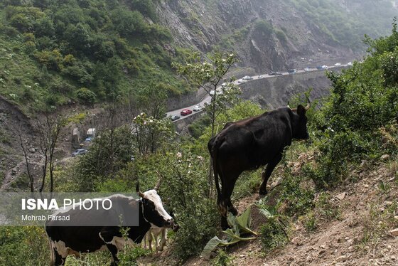 گزارش تصویری | کوچ سالانه دامداران سنتی در محور کرج - چالوس