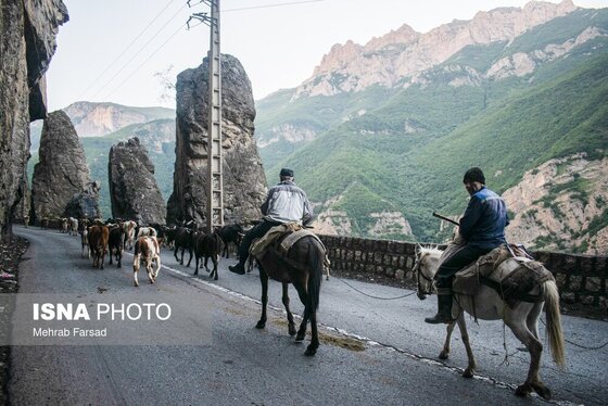 گزارش تصویری | کوچ سالانه دامداران سنتی در محور کرج - چالوس
