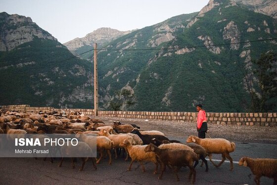 گزارش تصویری | کوچ سالانه دامداران سنتی در محور کرج - چالوس