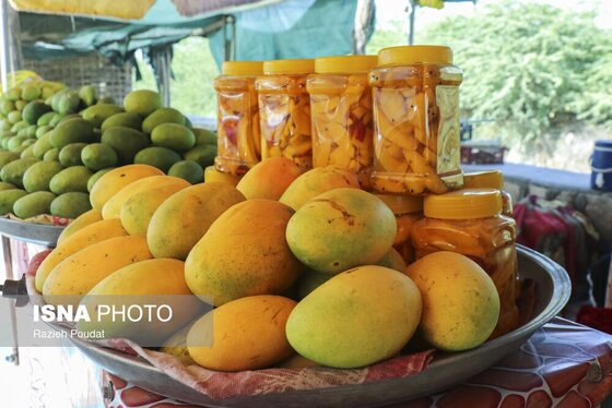 گزارش تصویری | برداشت «انبه» - میناب
