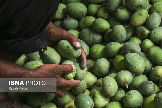 گزارش تصویری | برداشت «انبه» - میناب