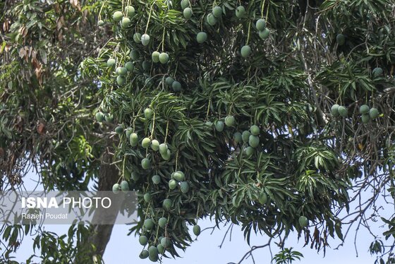 گزارش تصویری | برداشت «انبه» - میناب