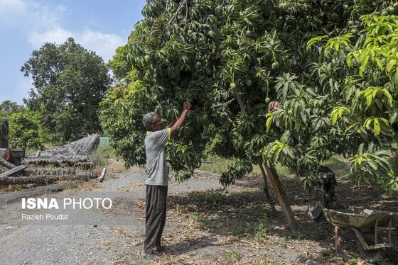 گزارش تصویری | برداشت «انبه» - میناب