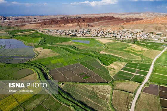 گزارش تصویری | رونق کشت برنج در حاشیه رودخانه قزل اوزن