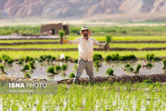 گزارش تصویری | رونق کشت برنج در حاشیه رودخانه قزل اوزن