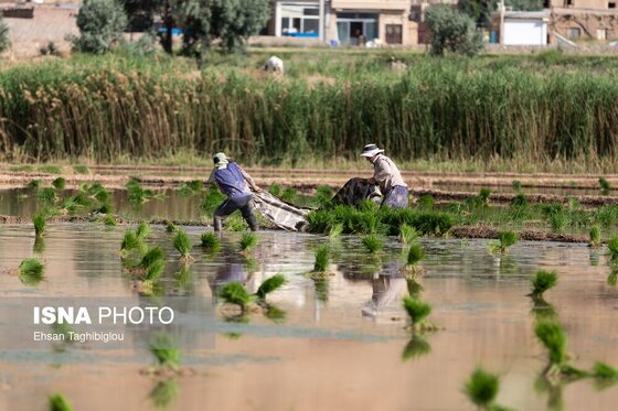 گزارش تصویری | رونق کشت برنج در حاشیه رودخانه قزل اوزن