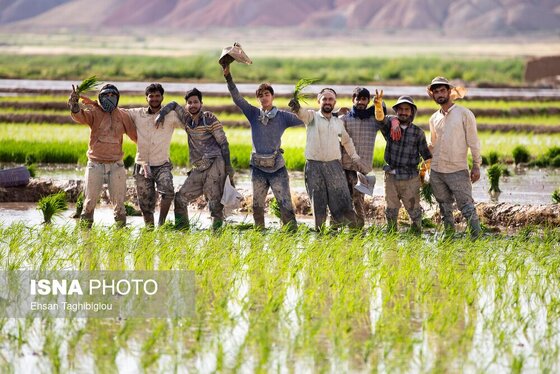 گزارش تصویری | رونق کشت برنج در حاشیه رودخانه قزل اوزن