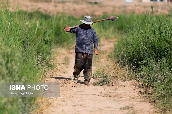 گزارش تصویری | رونق کشت برنج در حاشیه رودخانه قزل اوزن
