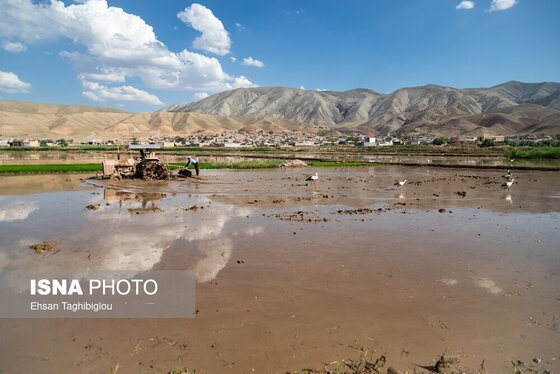 گزارش تصویری | رونق کشت برنج در حاشیه رودخانه قزل اوزن