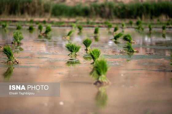 گزارش تصویری | رونق کشت برنج در حاشیه رودخانه قزل اوزن
