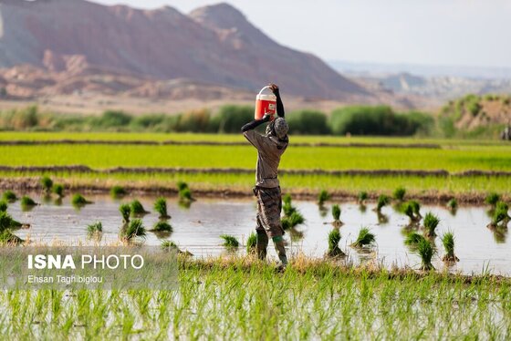 گزارش تصویری | رونق کشت برنج در حاشیه رودخانه قزل اوزن