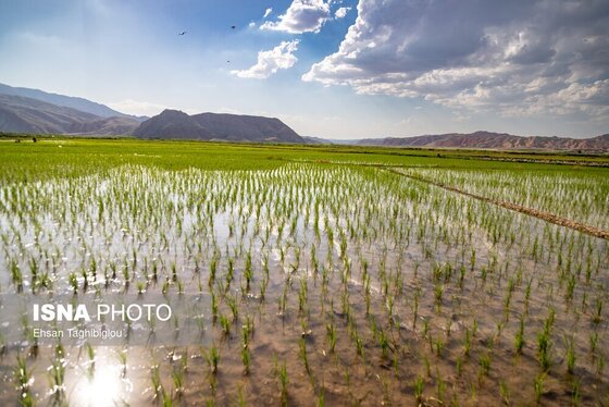گزارش تصویری | رونق کشت برنج در حاشیه رودخانه قزل اوزن