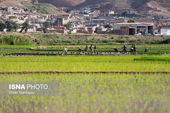 گزارش تصویری | رونق کشت برنج در حاشیه رودخانه قزل اوزن