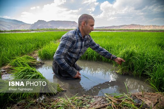 گزارش تصویری | رونق کشت برنج در حاشیه رودخانه قزل اوزن