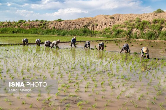 گزارش تصویری | رونق کشت برنج در حاشیه رودخانه قزل اوزن