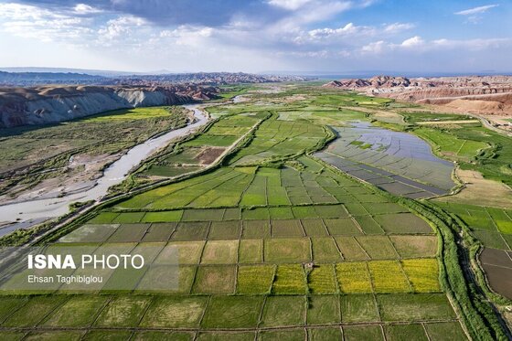 گزارش تصویری | رونق کشت برنج در حاشیه رودخانه قزل اوزن