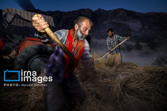 گزارش تصویری | فصل کشت و کار عشایر بختیاری