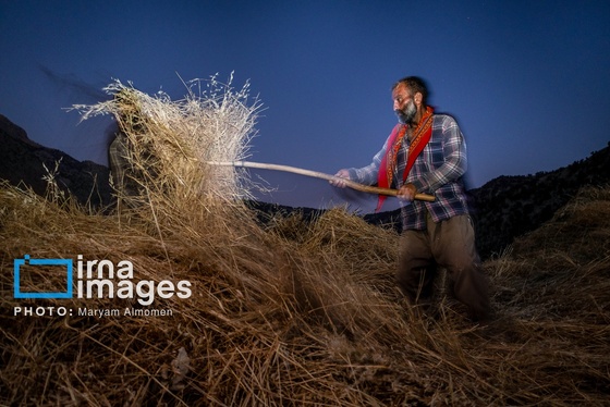 گزارش تصویری | فصل کشت و کار عشایر بختیاری
