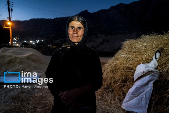گزارش تصویری | فصل کشت و کار عشایر بختیاری